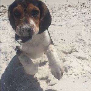 Meet your Posher, Carmichael